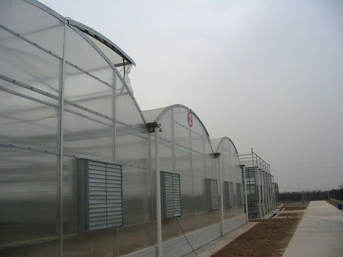 新華農連棟溫室大棚 高性價比的現代農業解決方案