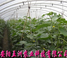 無支柱大棚骨架機 現(xiàn)代高效農業(yè)溫室的強力支撐